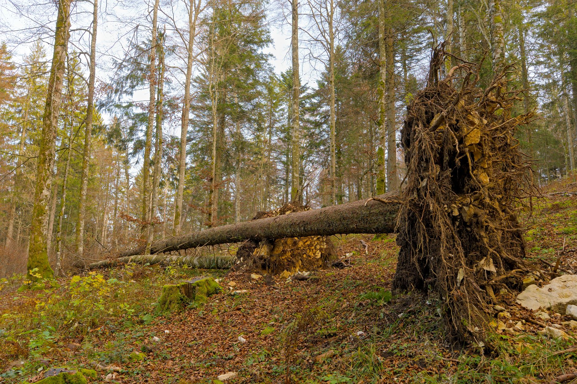 Enlèvement arbre urgence Nogent-sur-Oise